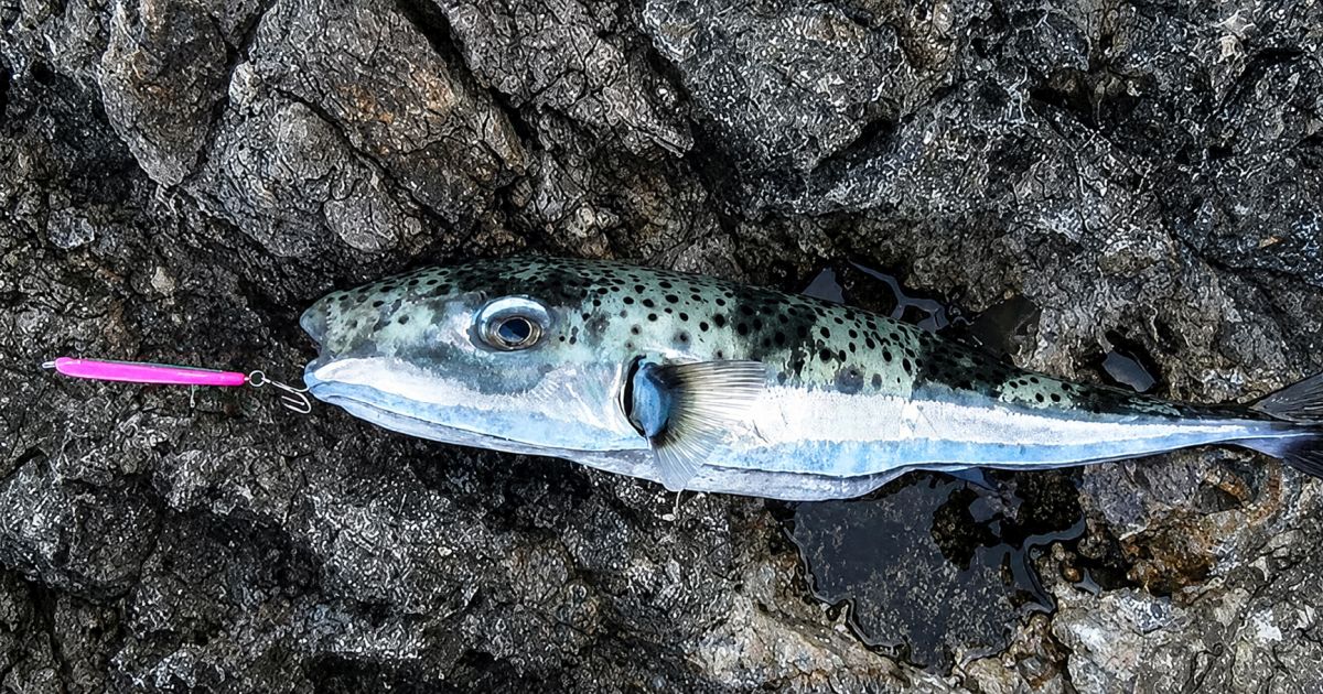 Čtverzubec šířící se Středomořím vám může ukousnout prst. Má zobák ze srostlých zubů a nebezpečný jed v těle