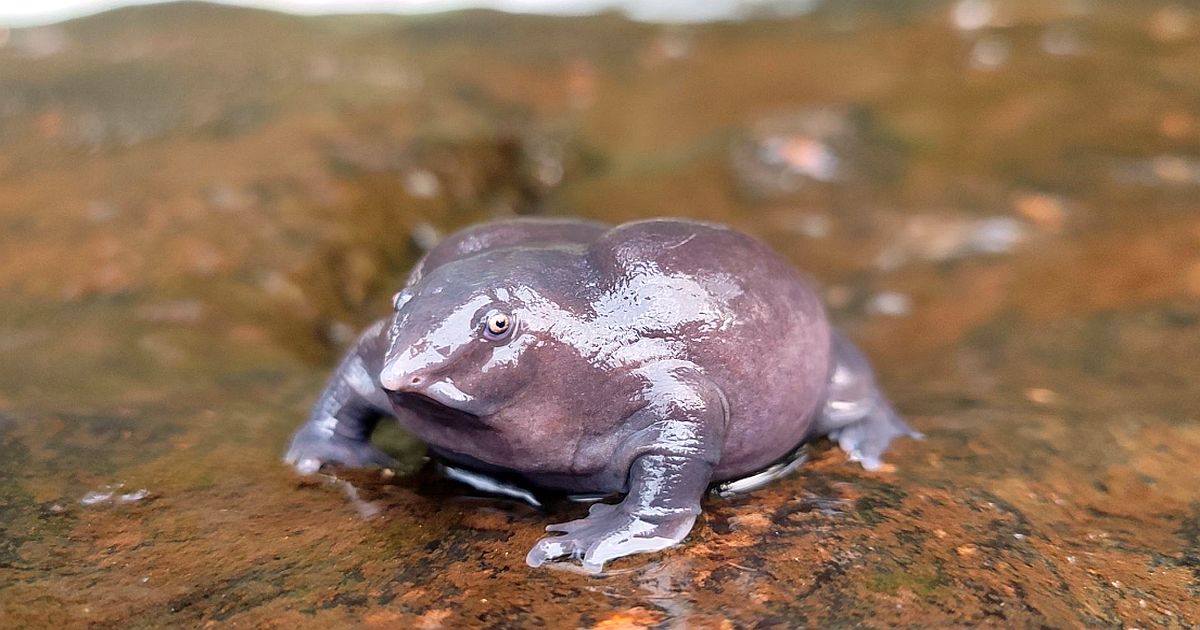 Unikátní nález v indickém podzemí. Nový druh fialové žáby tráví celý život skrytě v norách