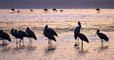 Lake Natron konzervuje uhynulá zvířata do podoby soch díky vysokému pH a minerálům ze sopečného okolí