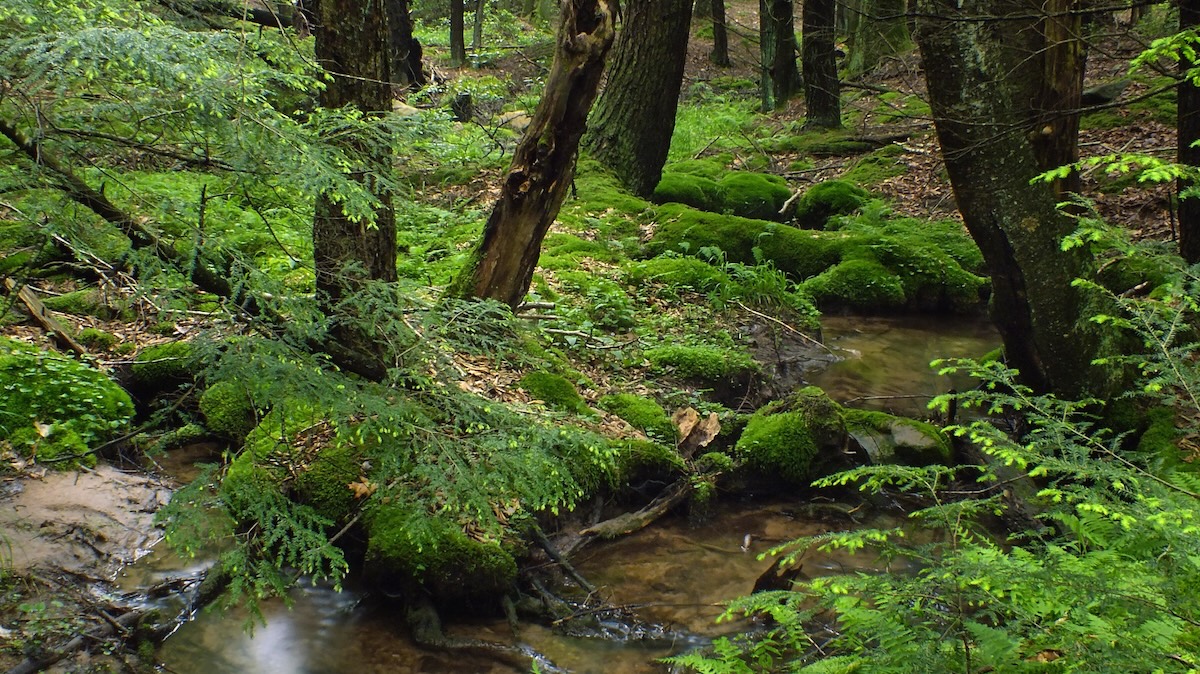 Překvapivý objev v buňkách mechů. Vědci uvnitř rostlinných tkání poprvé odhalili symbiotické houby