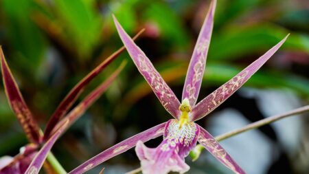 Botanický poklad na venezuelských tepui. Mezinárodní expedice objevila na stolových horách neznámé orchideje