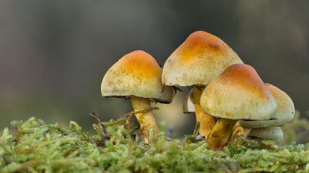 Vymočili jste se v lese? Houby si to okamžitě řeknou. Japonští vědci zjistili, že díky svému podhoubí komunikují opravdu bleskově