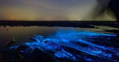 Moře hvězd na Maledivách způsobují bioluminiscenční dinoflageláti podráždění vlnami. Je to „alarm na zloděje“