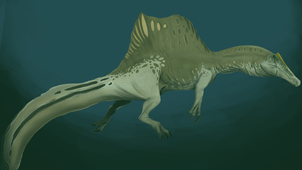 Unikátní nález dravého dinosaura v Sahaře. Nově popsaný spinosaurus měl na hlavě masivní ostrý hřeben