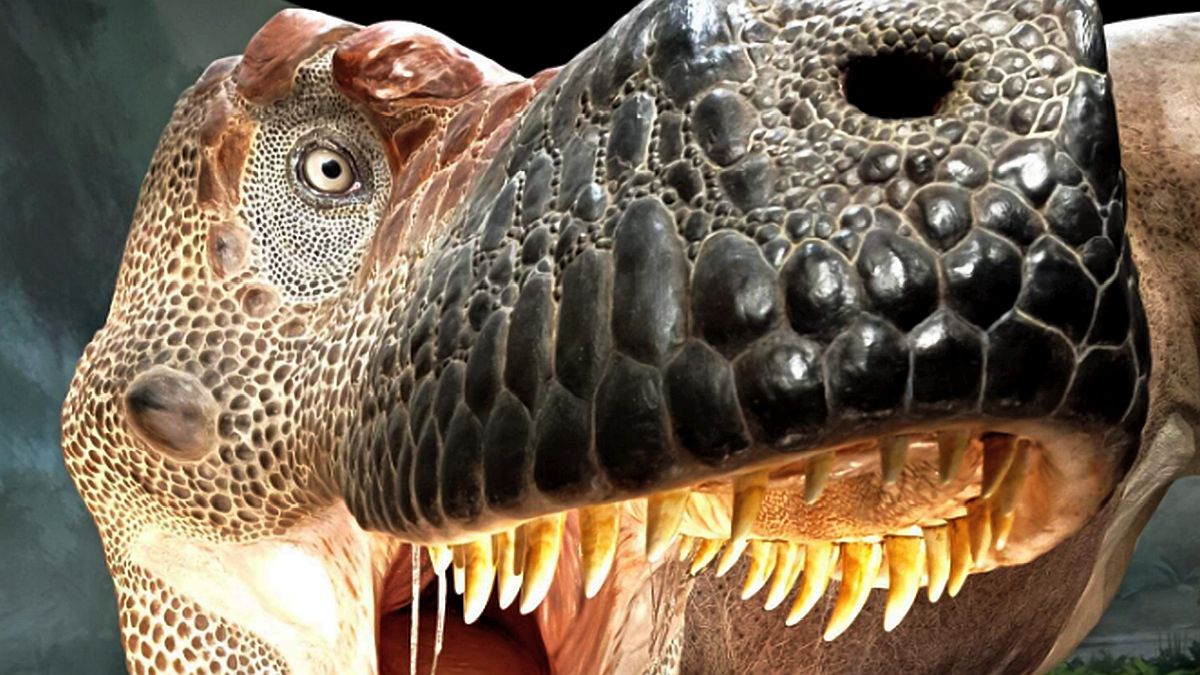 Ne tak všemocný král, jak jsme mysleli. Nová analýza ukázala, že Tyrannosaurus rex dospíval až čtyřicet let