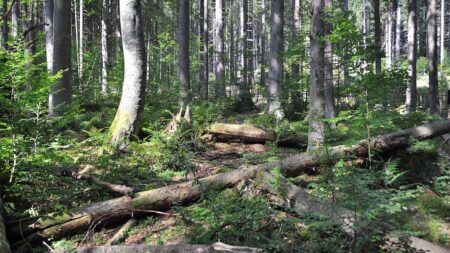 Boubínský prales: Vývoj nejstaršího chráněného území na Šumavě po kůrovcové kalamitě vypadá slibně