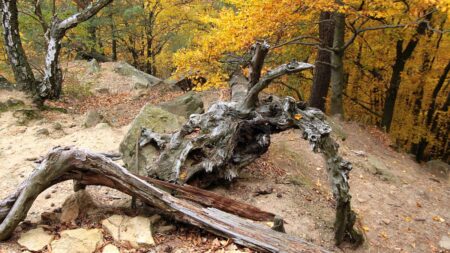 Břestecká skála vznikla z odolných flyšových pískovců a slepenců Chřibů. Leží u Buchlova, přesto tu bývá klid