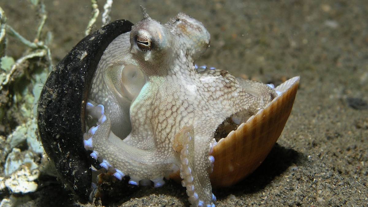 Fosilní nálezy ukazují, že velcí příbuzní chobotnic žili v oceánech už před 100 miliony lety