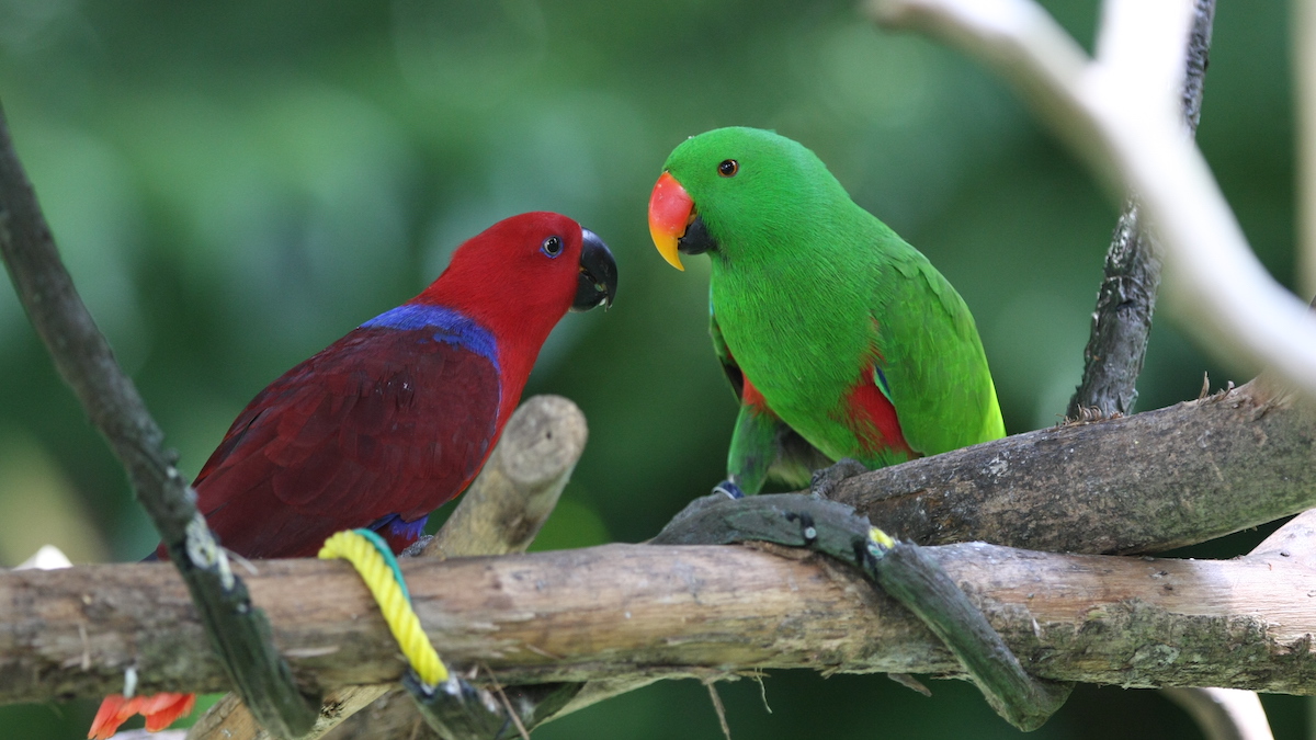 Samec je zelený, samice rudá. Eklektus papuánský z ostravské zoo má v peří pigment, který u savců neexistuje