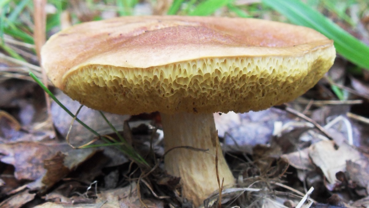 Hřib moravský voní po kokosu a vanilce. Za vůní stojí chemické látky, které žádná jiná evropská houba neprodukuje