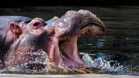 Průvodce na řece Zambezi skončil po pás v hroší tlamě. Dvakrát. Co cítil uvnitř, popisuje s mrazivou přesností
