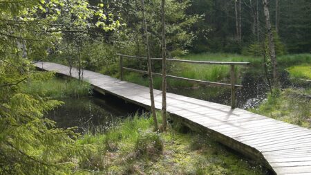 Kladské rašeliny jsou malou českou tajgou. Leží kousek od Mariánských Lázní