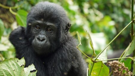 V basilejské zoo uhynula dvě gorilí mláďata po útoku stříbrohřbetého samce
