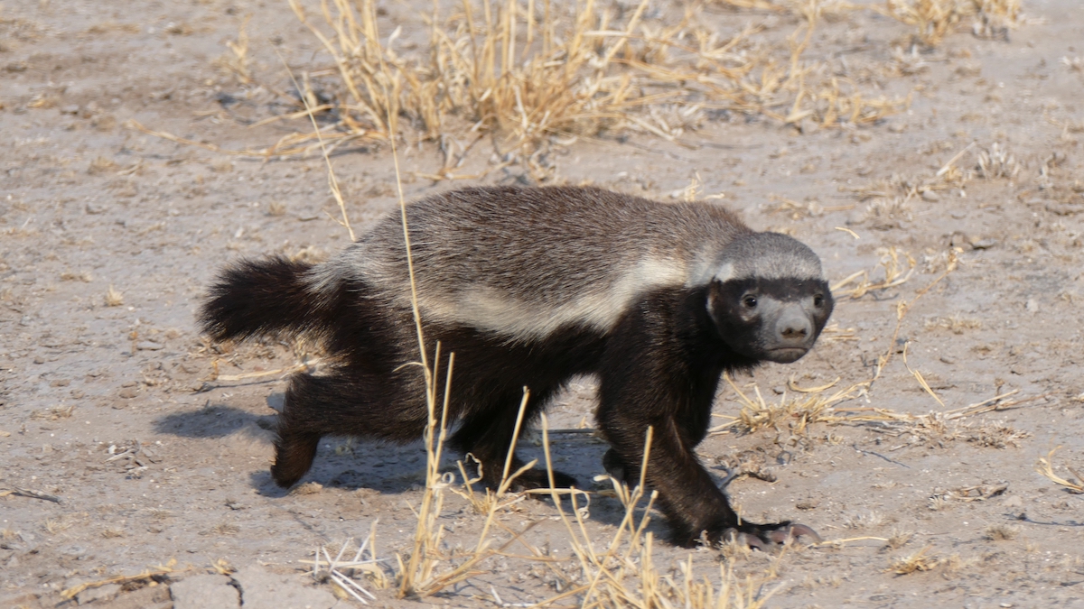 Odchov medojedů v zoo ztěžuje jejich vynalézavost, potřeba podnětů a schopnost unikat