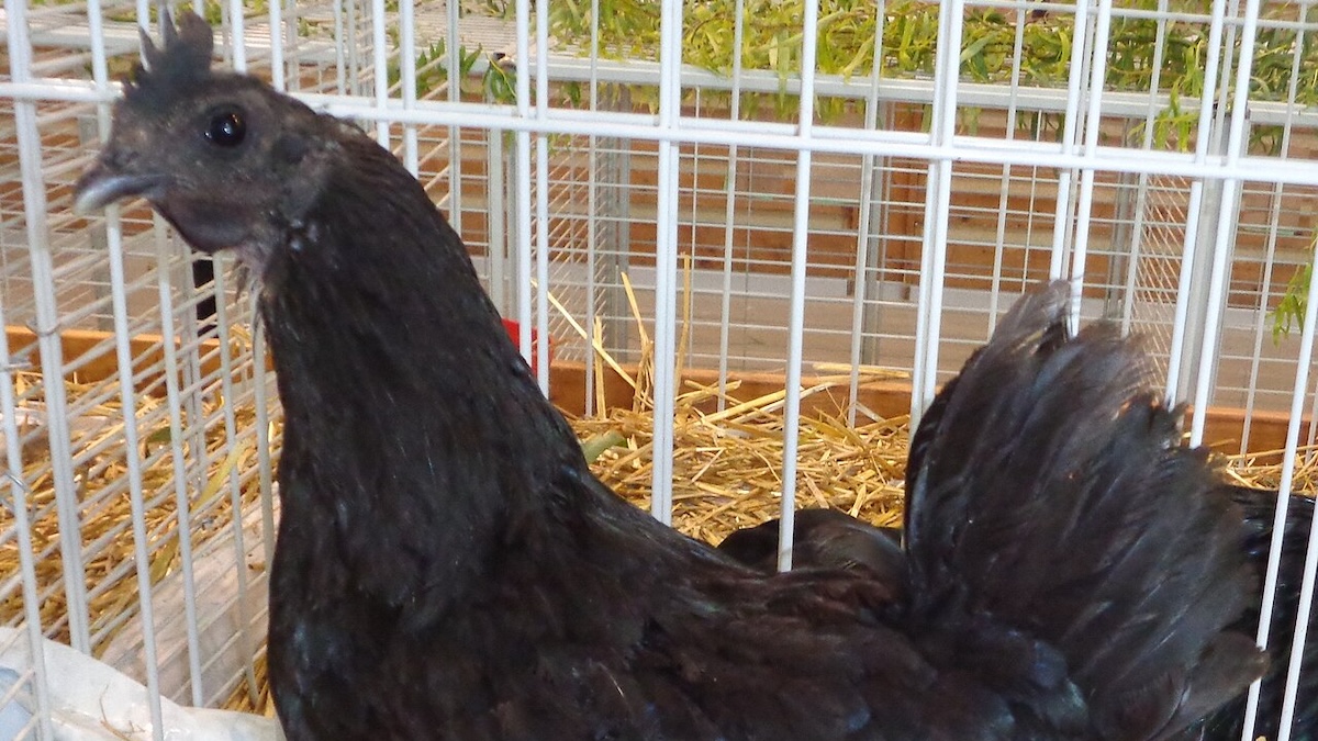 Ayam Cemani – slepice za 60 000 Kč. Genetická mutace z Jávy vytvořila slepici černou zevnitř i zvenku