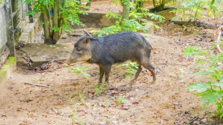 Zoo Jihlava odchovala živou fosilii. Pekari Wagnerovo má v čelisti mechanismus, který moderní savci dávno ztratili