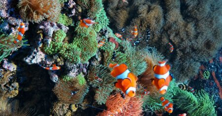 První korálová líheň v Indickém oceánu pěstuje útesy z fragmentů. Růst řídí teplota vody s přesností na desetinu stupně
