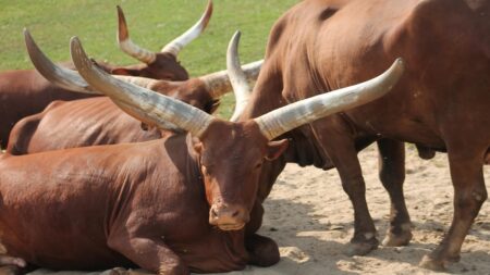 Safari Park Dvůr Králové chová vzácná zvířata, která ve volné přírodě téměř vymizela