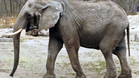 Slon uteče před včelou, ale ne před lvem. Za panikou stojí zvuková frekvence, kterou savčí ucho nedokáže ignorovat