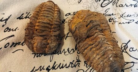 U Jince leží trilobiti o 500 milionů let starší než T. rex. Klíčem je složení břidlice, která fosilie zapečetila zevnitř