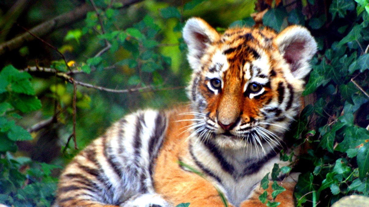 V lublaňské zoo se narodila tři mláďata kriticky ohroženého tygra