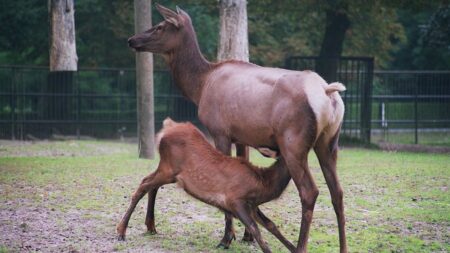 Kalifornský wapiti se zotavil z prudkého úbytku díky ochraně posledních zbytků populace