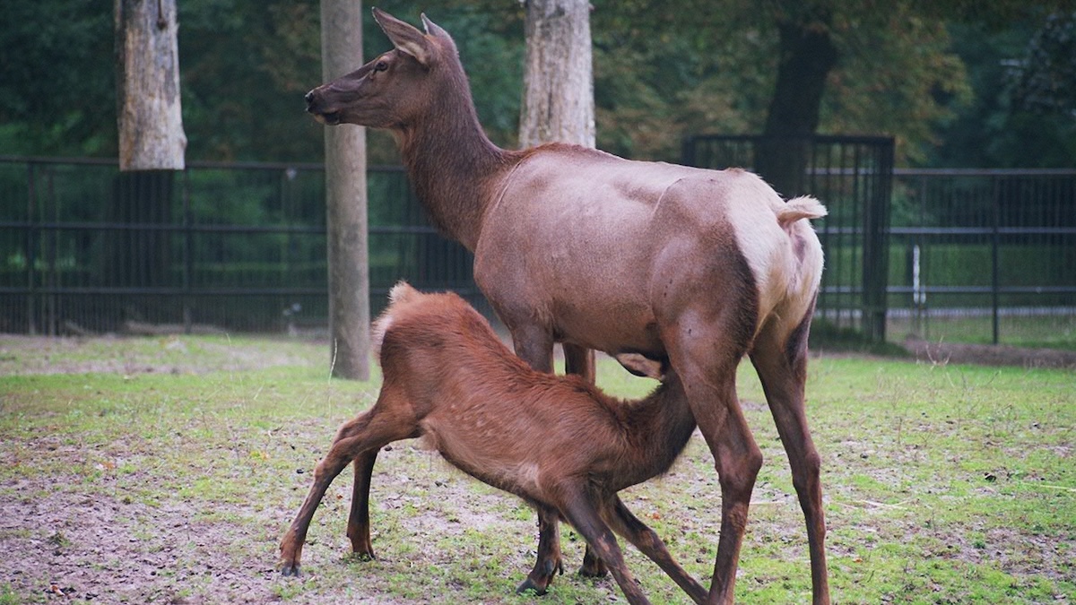 Kalifornský wapiti se zotavil z prudkého úbytku díky ochraně posledních zbytků populace