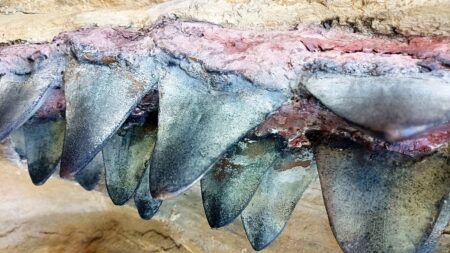Někteří dinosauři měli nezvyklé zuby, zobáky i rohy. Jejich vzhled vědcům napovídá, jak žili