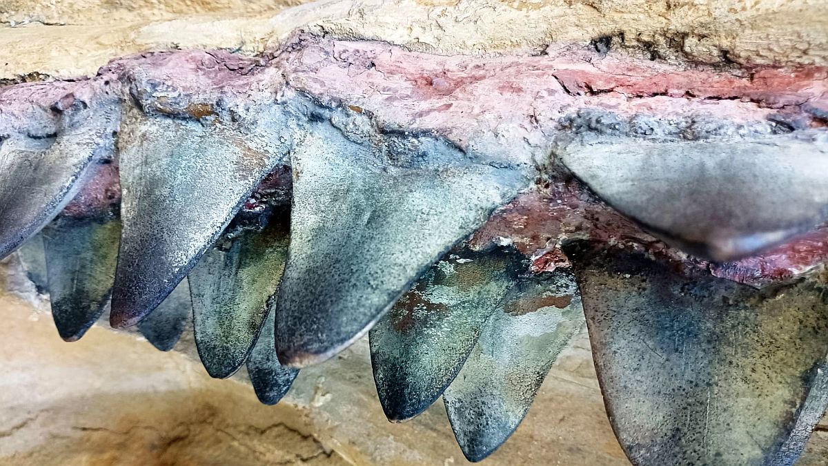 Někteří dinosauři měli nezvyklé zuby, zobáky i rohy. Jejich vzhled vědcům napovídá, jak žili