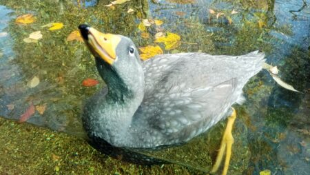 Přikrmování kachen může zhoršovat kvalitu vody a zvyšovat zátěž městských rybníků