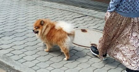 Veterinář zachránil psa, který spolkl kokain ze země. Drogu v moči odhalil lidský diagnostický test během několika minut