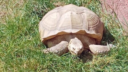 Druh želvy vyhynul před 150 lety. Vědci na Galapágách ho teď oživují z hybridů, kteří nesou až 80 % původních genů