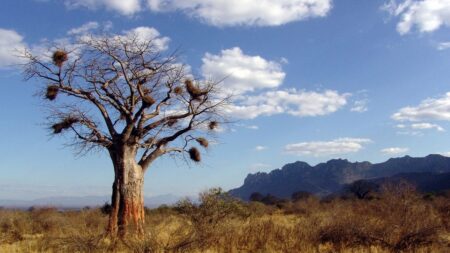 Strom života roste v Africe, Austrálii i na Madagaskaru. Fosilie neexistují, původ prozradil až první genom všech osmi druhů