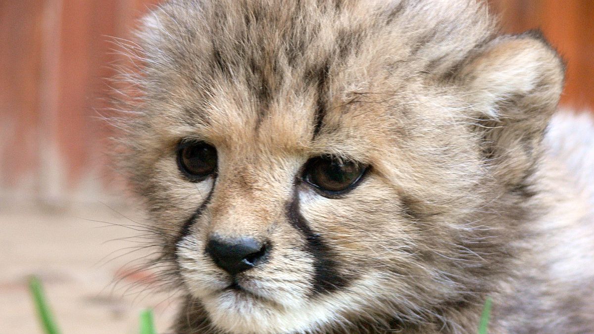 Gepardí paterčata v Zoo Praha zůstávají v zázemí kvůli vysoké úmrtnosti mláďat