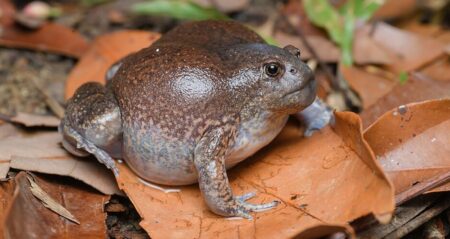 Žába Glyphoglossus molossus žije pod zemí a čeká na déšť. Její kulatý tvar řeší problém, který ostatní žáby nemají