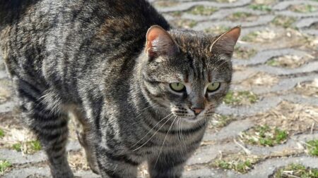 Když kočka syčí, není agresivní. Veterinární behavioristé vysvětlují, proč trest situaci zhoršuje