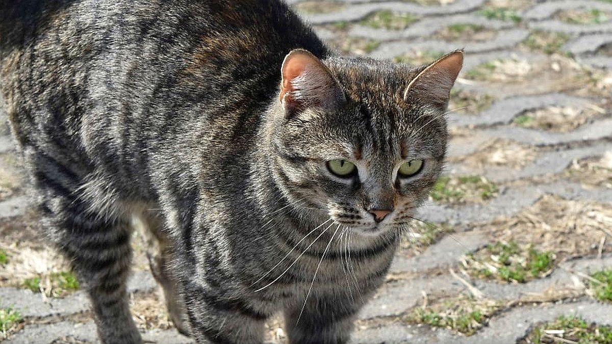 Když kočka syčí, není agresivní. Veterinární behavioristé vysvětlují, proč trest situaci zhoršuje