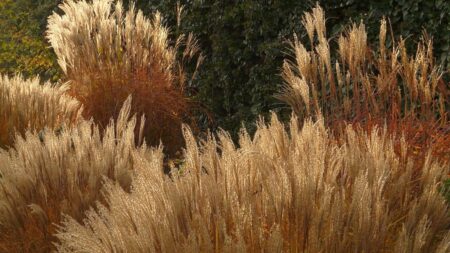 Ozdobnice obrovská se šíří jako křídlatka. Botanici varují: vegetativně se dostane i z velkých plantáží do volné přírody