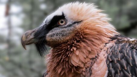 Orlosupi určení k vypuštění se odchovávají tak, aby si nevytvořili potravní vazbu na člověka