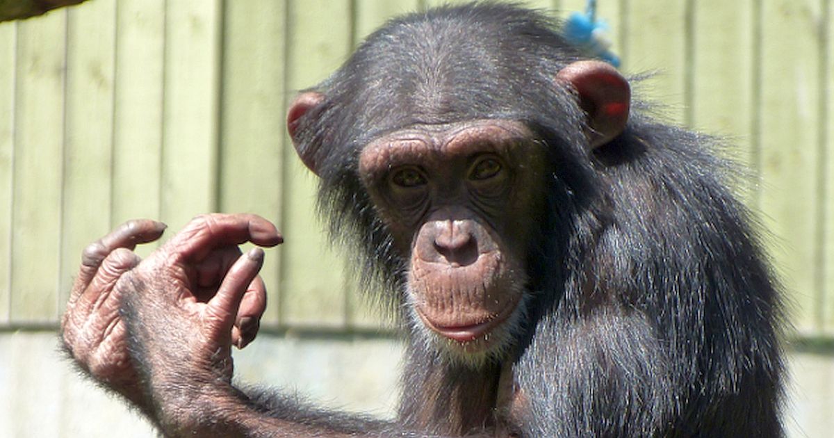Šimpanzice z Plzně žila 6 let jako domácí mazlíček v Kongu. Začlenění do tlupy brání hormon, který lidská péče trvale mění