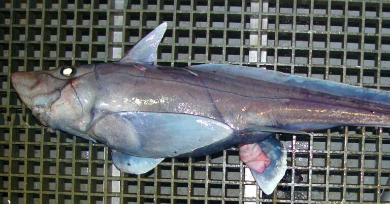Geologové hledali dno oceánu a náhodou natočili rybu, kterou nikdo neviděl živou. Je starší než dinosauři