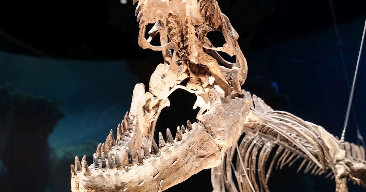 Lorrainosaurus ležel od roku 1983 ve sbírce jako běžný exemplář. Teprve analýza tvaru patra ukázala, že jde o chybějící článek evoluce pliosaurů