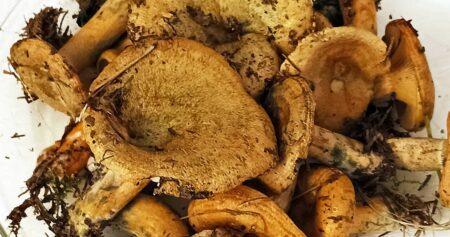 Po jídle z ryzců zčervená moč. Oranžové mléko houby obsahuje pigment, který ledviny nedokážou rozložit a vyloučí ho beze změny