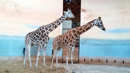 Wroclawská zoo hostí rekordních 1100 druhů zvířat. Od Česka je to kousek a vstupné stojí pod 400 korun