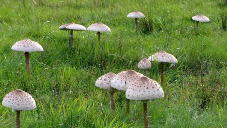 Houbaři sbírají bedlu vysokou, ale v parcích roste příbuzný druh s kloboučkem jen 5 cm. Po řezu změní barvu, a právě ta prozradí jed