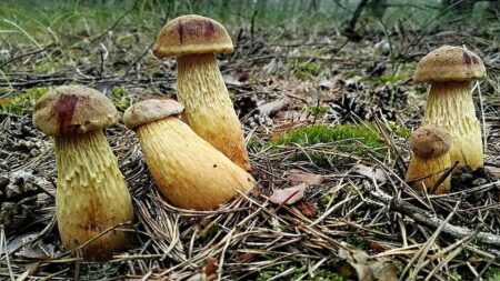 Houbaři hlásí nový hřib s nohou jako stopka a malým kloboučkem. Přišel z Pobaltí a vytlačuje původní druhy