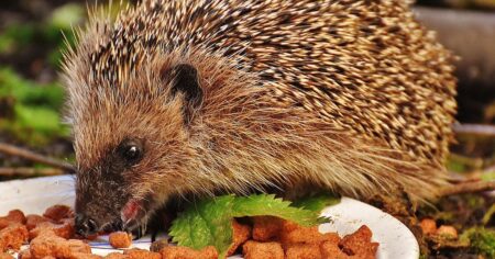 Záchranné stanice letos řešily desítky ježčích mláďat, která pomoc nepotřebovala. Ježci mění noční režim a lidé to neumí číst