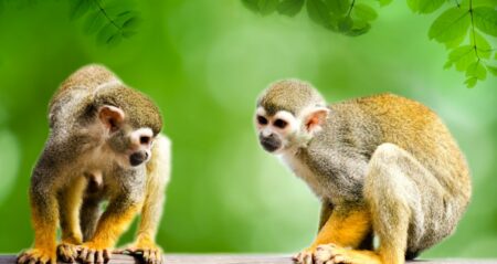 Ve Zlíně odchovali 77 mláďat opičky. Vyřešili problém s hierarchií, který většina ostatních zoo nikdy nerozklíčovala