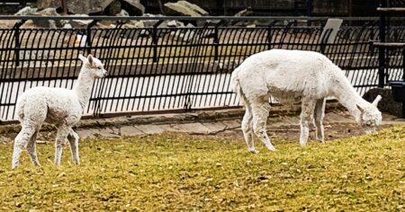 Novorozená lama plivá na sourozence už první týden. Matka má málo mléka a plivanec ze žaludečních šťáv spolehlivě odežene konkurenci