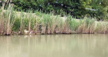 Slepé rameno Dyje u Břeclavi vypadá jako amazonský prales. Pod korunami zaplavených stromů se skrývá rybářská perla Moravy